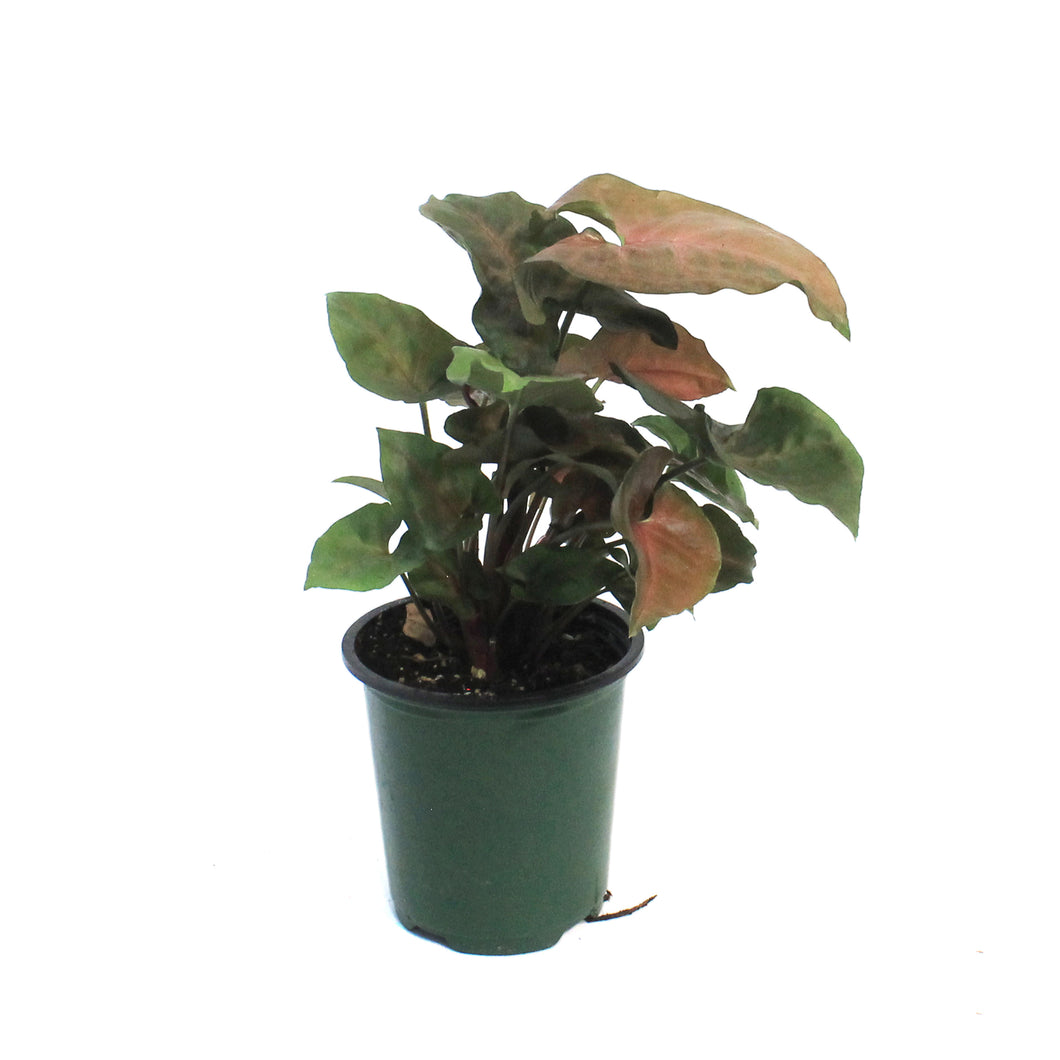 Syngonium, 3.5in, Merry Maria