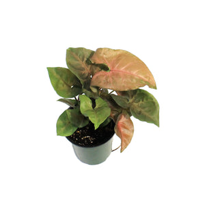 Syngonium, 3.5in, Merry Maria