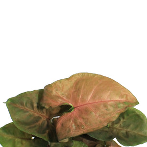 Syngonium, 3.5in, Merry Maria