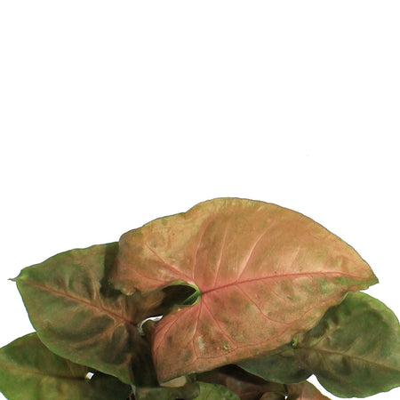 Syngonium, 3.5in, Merry Maria