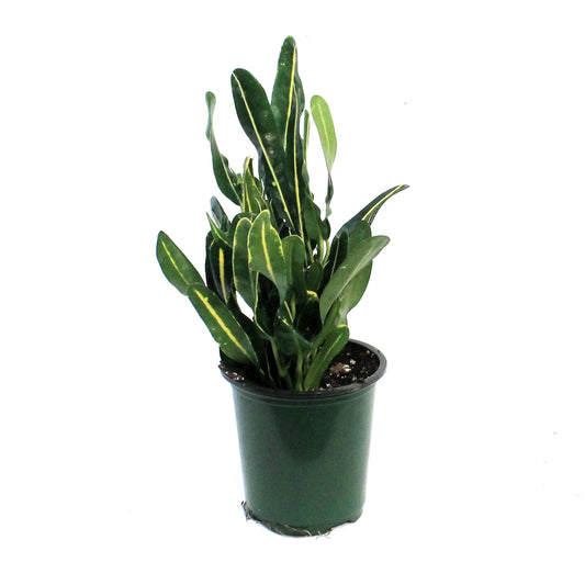 Croton, 3.5in, Banana