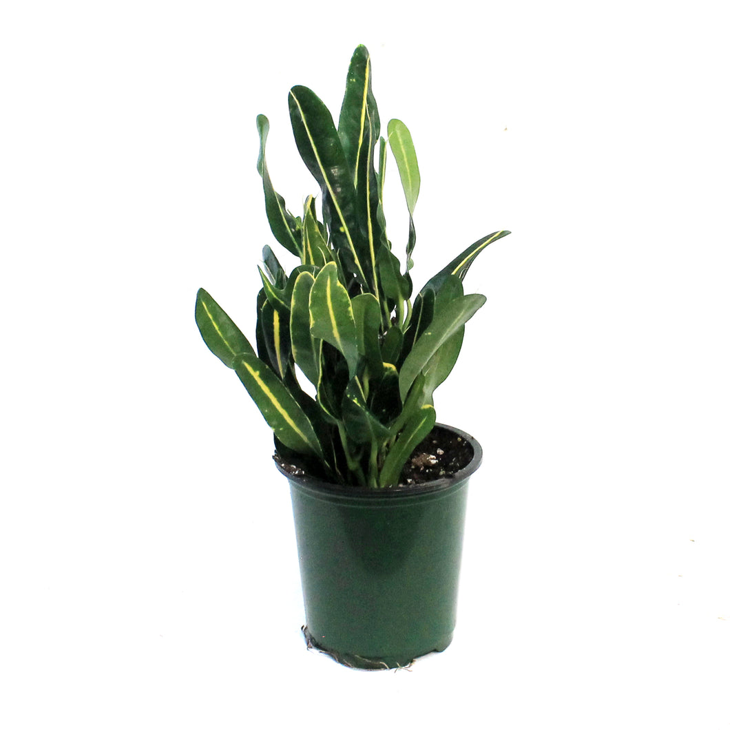 Croton, 3.5in, Banana