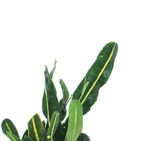 Croton, 3.5in, Banana