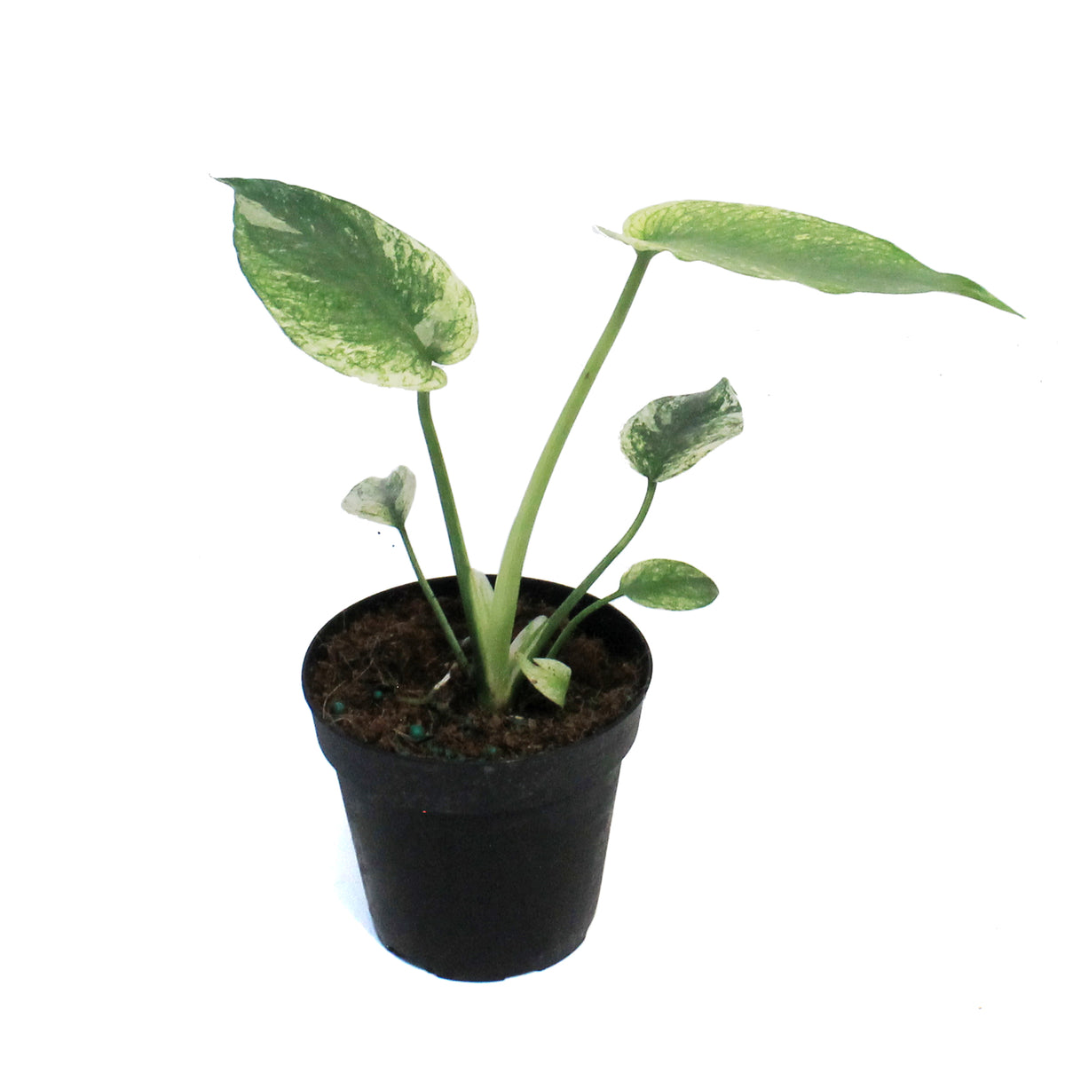 Monstera, 4in, Mint Variegated