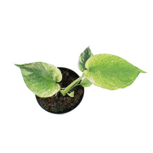 Load image into Gallery viewer, Monstera, 4in, Mint Variegated
