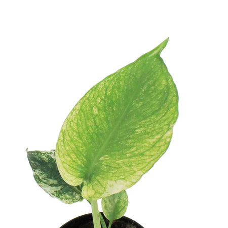 Monstera, 4in, Mint Variegated