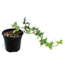 Load image into Gallery viewer, Ivy, 4in,Gold Child
