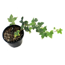 Load image into Gallery viewer, Ivy, 4in,Gold Child

