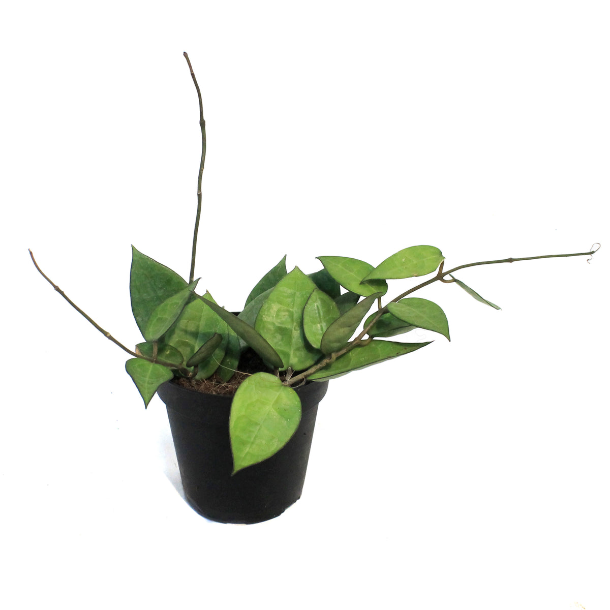 Hoya, 4in (Black Margin)