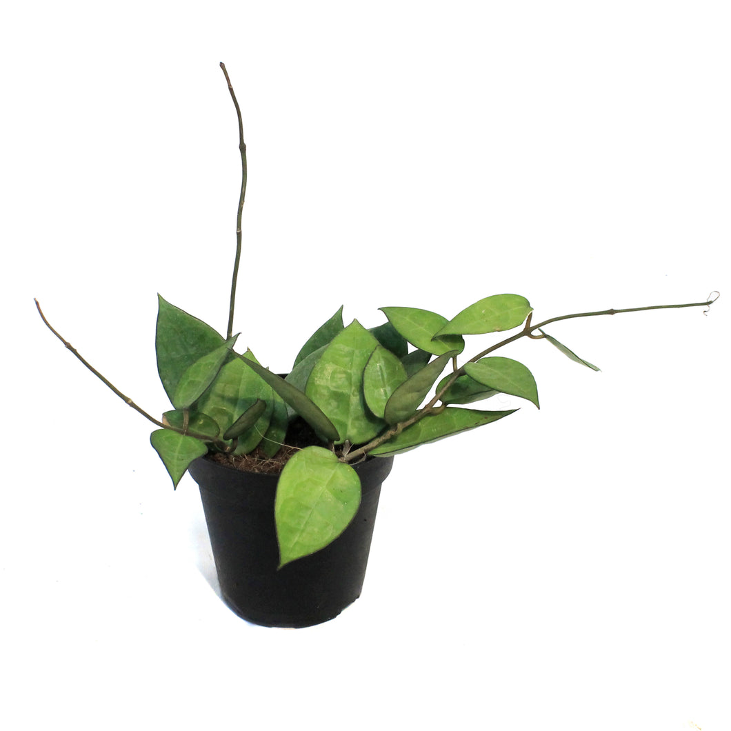 Hoya, 4in (Black Margin)