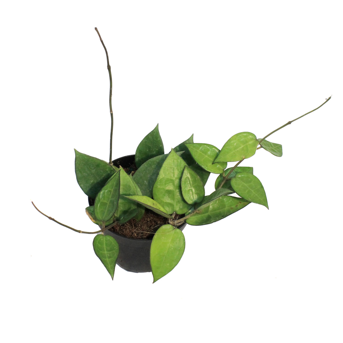 Hoya, 4in (Black Margin)