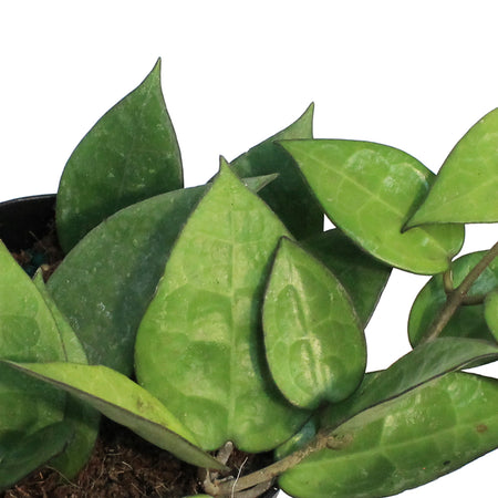 Hoya, 4in (Black Margin)