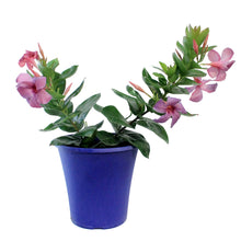 Load image into Gallery viewer, Dipladenia, 8in

