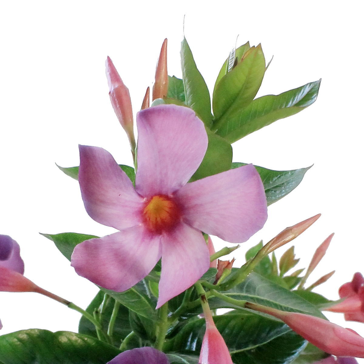 Dipladenia, 8in