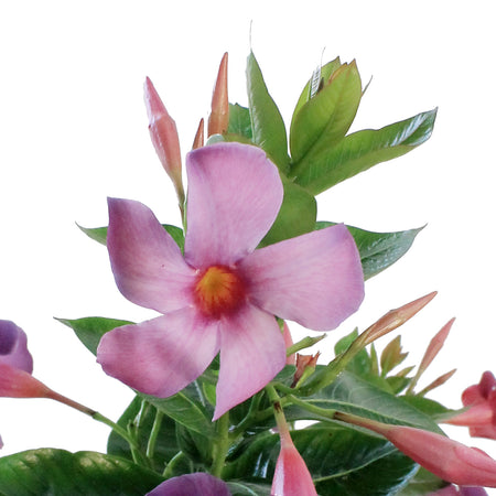 Dipladenia, 8in