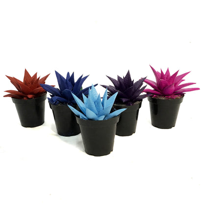 Succulent, 9cm, Kosmik Kaktus