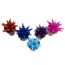 Load image into Gallery viewer, Succulent, 9cm, Kosmik Kaktus
