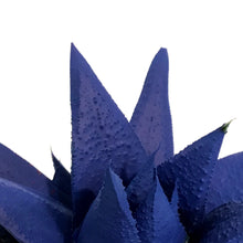 Load image into Gallery viewer, Succulent, 9cm, Kosmik Kaktus
