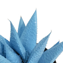 Load image into Gallery viewer, Succulent, 9cm, Kosmik Kaktus
