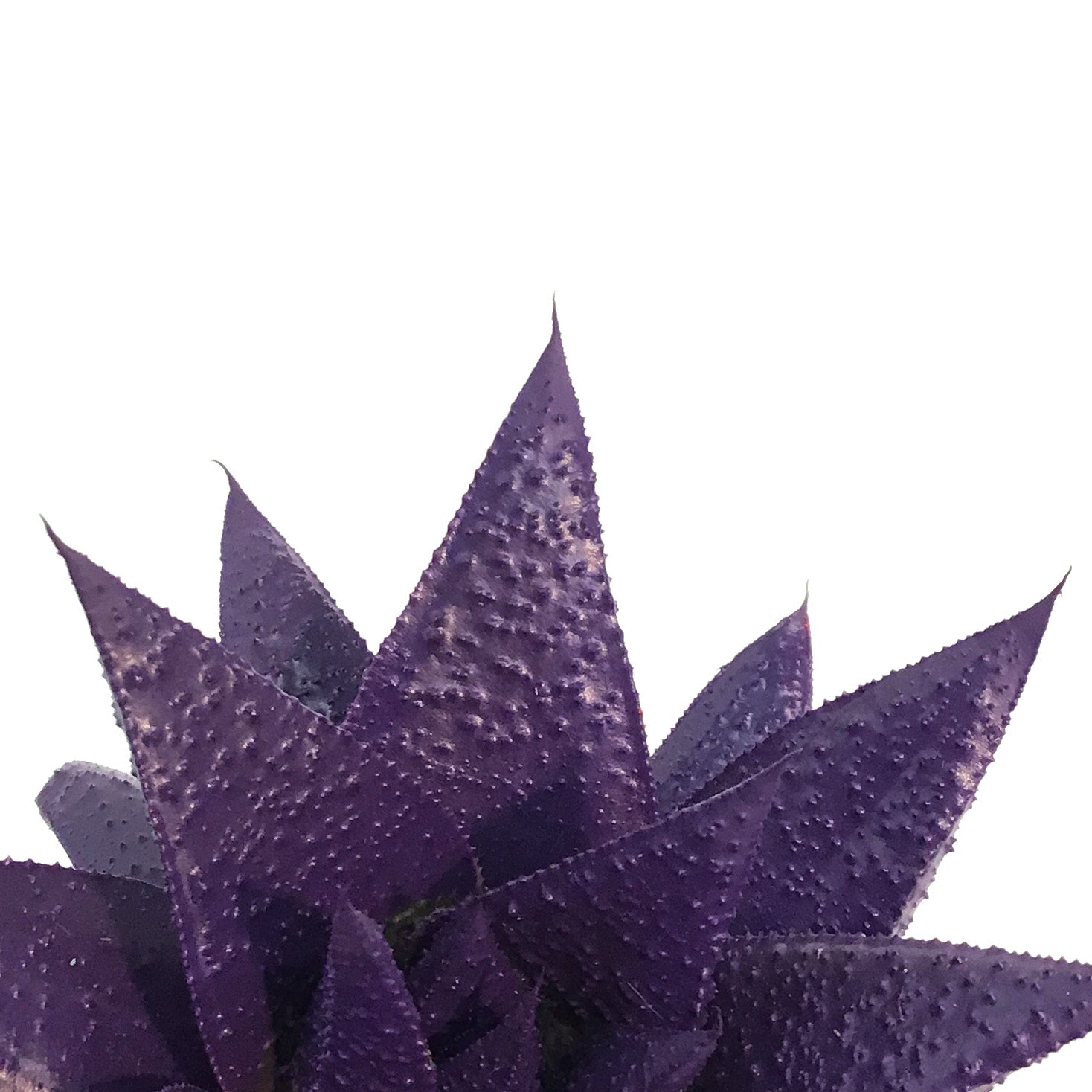 kosmik succulents Succulent, 9cm, Kosmik Kaktus