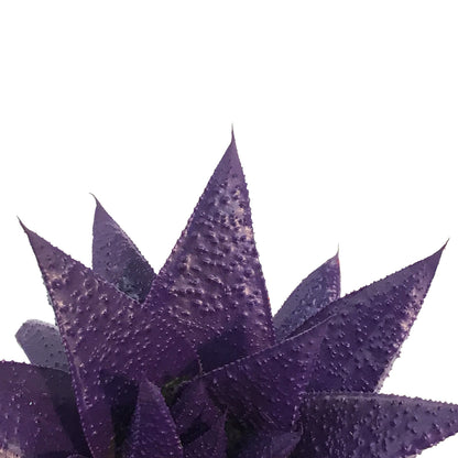 Succulent, 9cm, Kosmik Kaktus