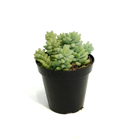 Succulent, 9cm, Sedum Donkeys Tail