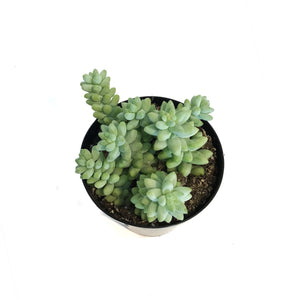 Succulent, 9cm, Sedum Donkeys Tail