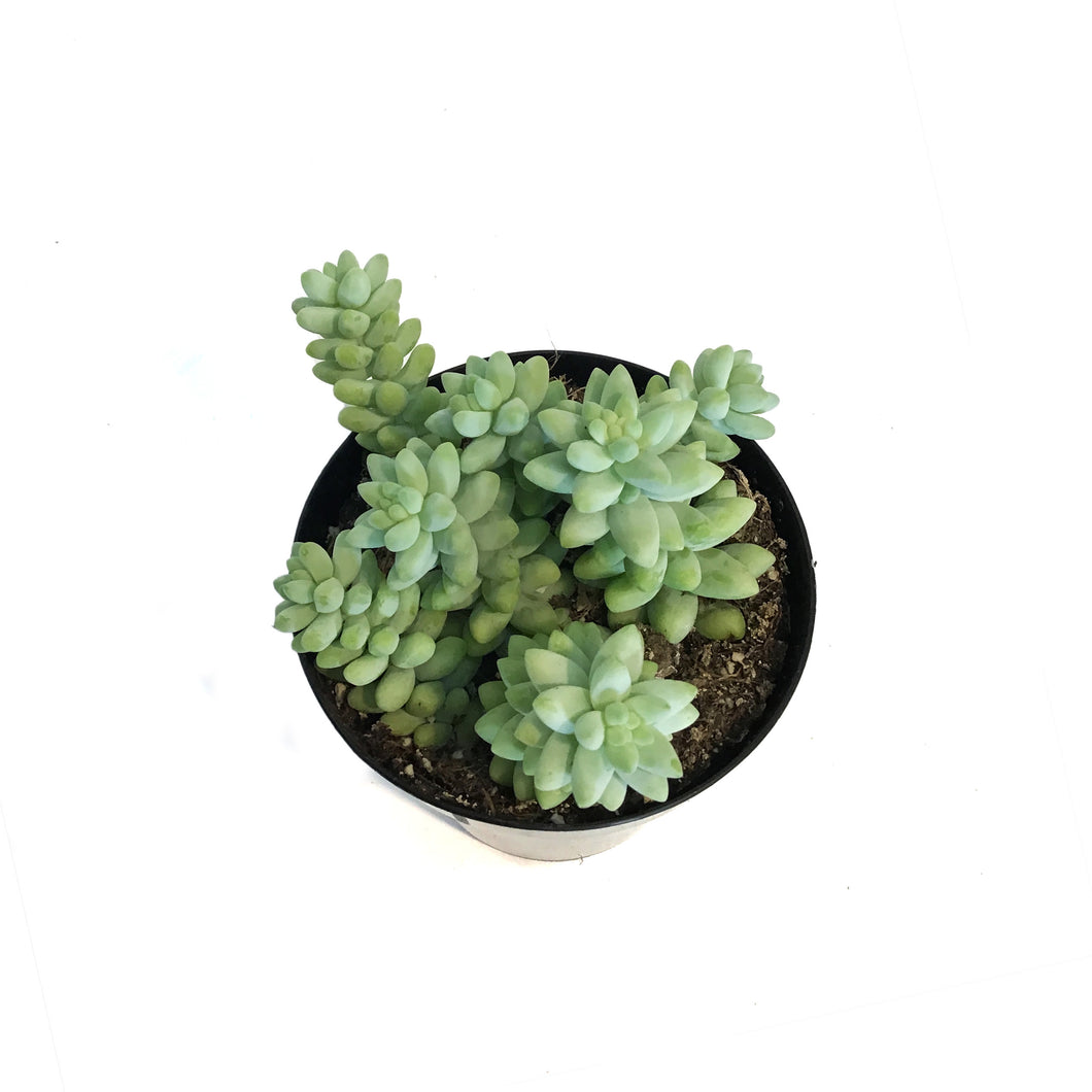 Succulent, 9cm, Sedum Donkeys Tail