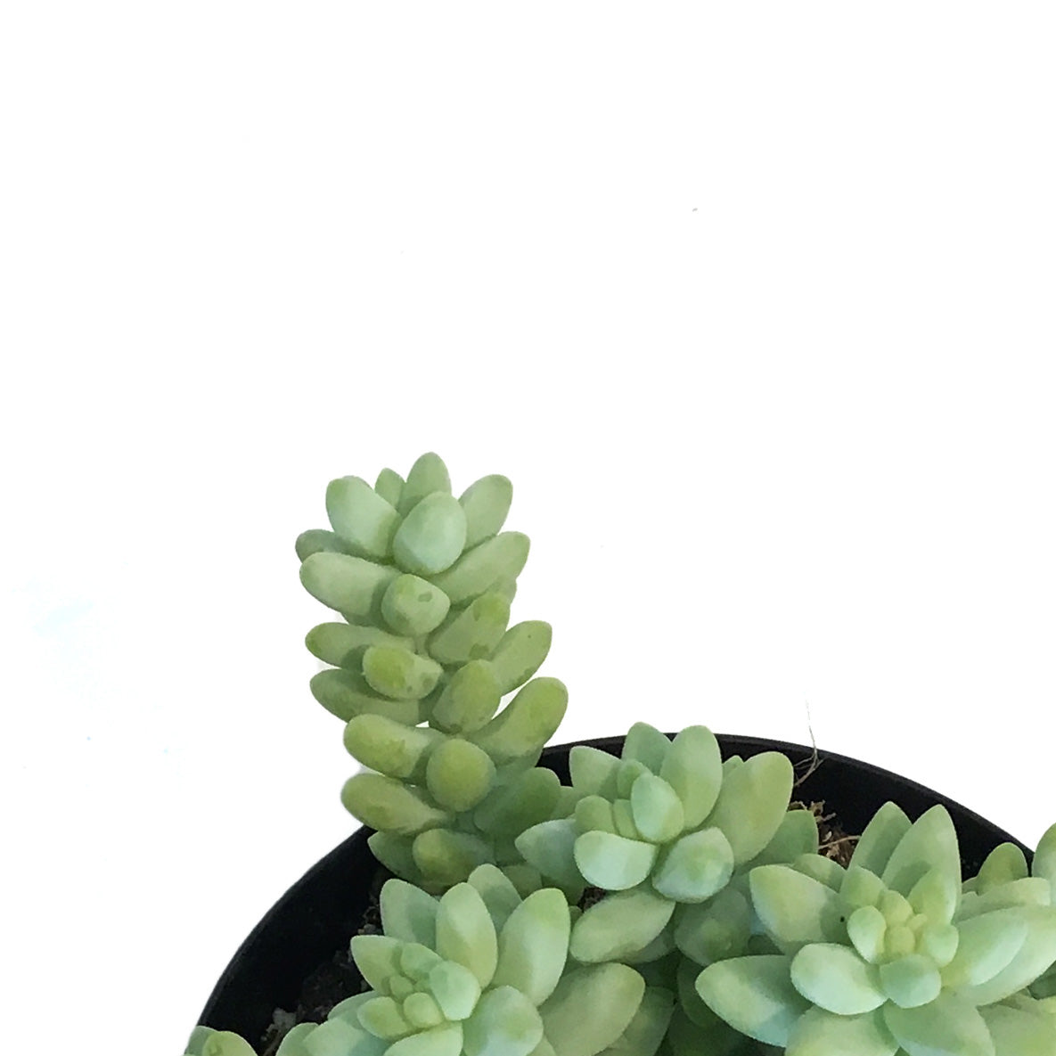 Succulent, 9cm, Sedum Donkeys Tail