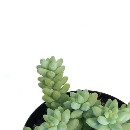 Succulent, 9cm, Sedum Donkeys Tail