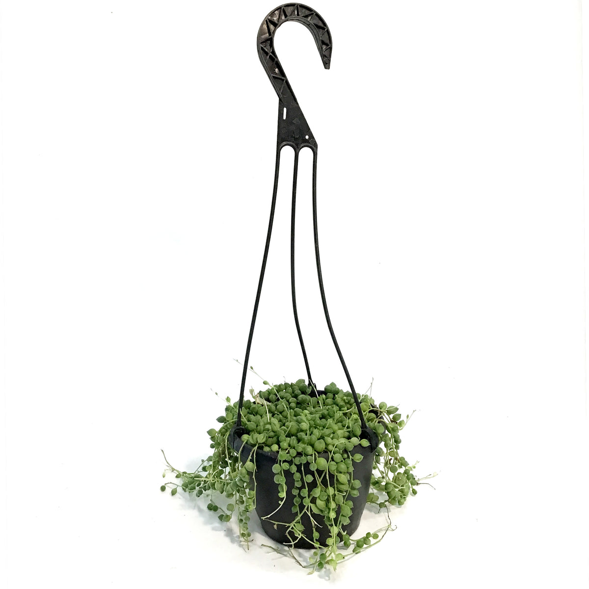 String of Pearls, 6in HB,