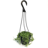 String of Pearls, 6in HB,