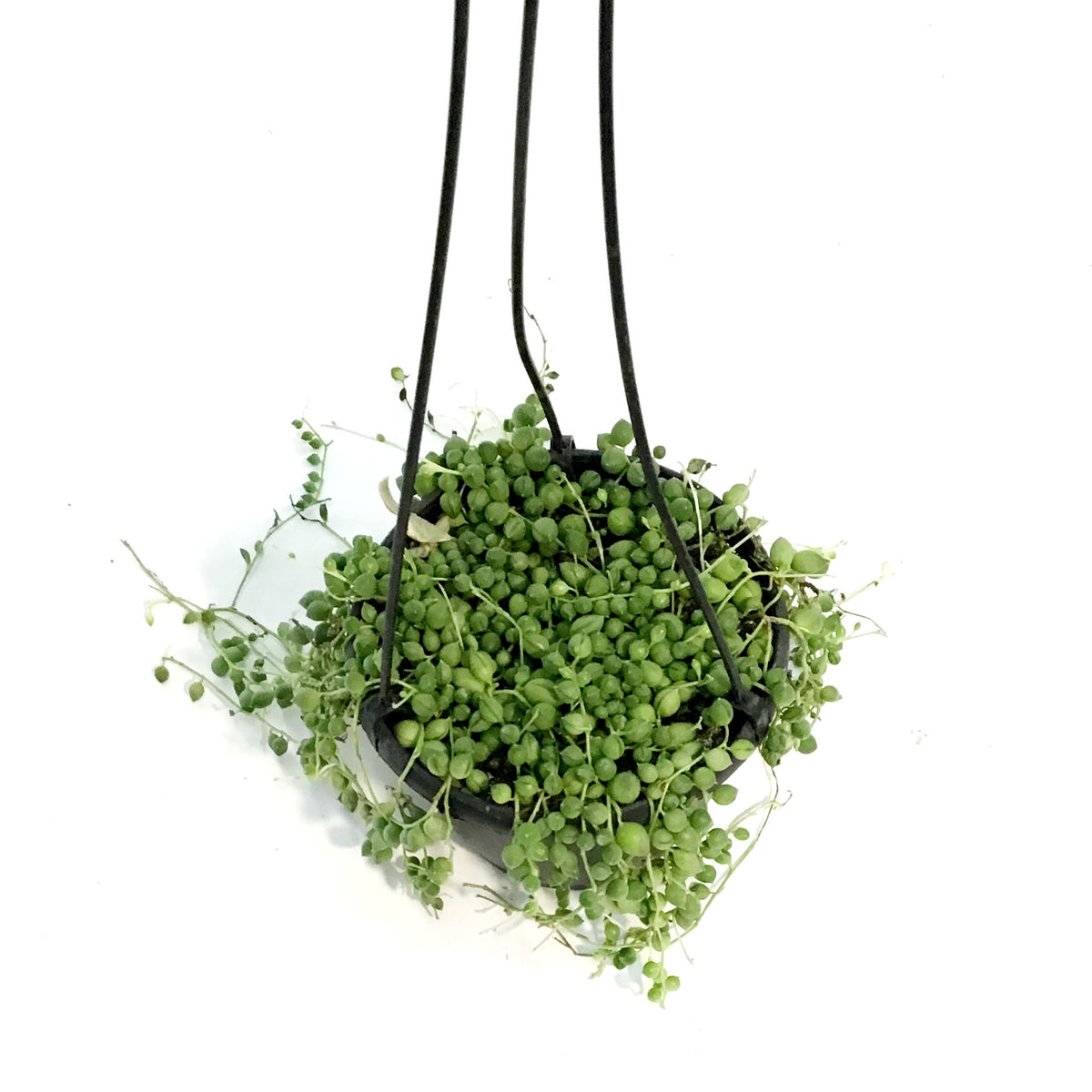 String of Pearls, 6in HB,