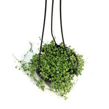 Load image into Gallery viewer, String of Pearls, 6in HB,
