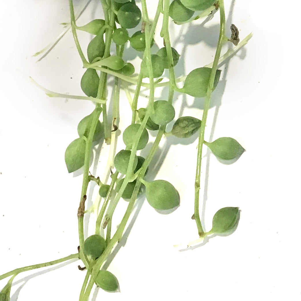 String of Pearls, 6in HB,