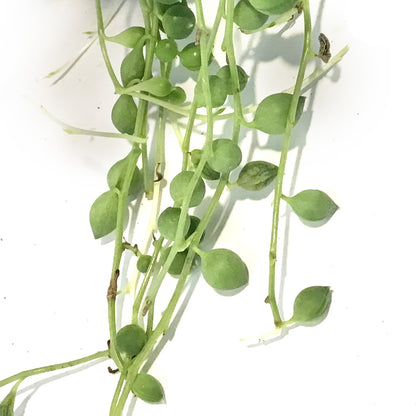 String of Pearls, 6in HB,