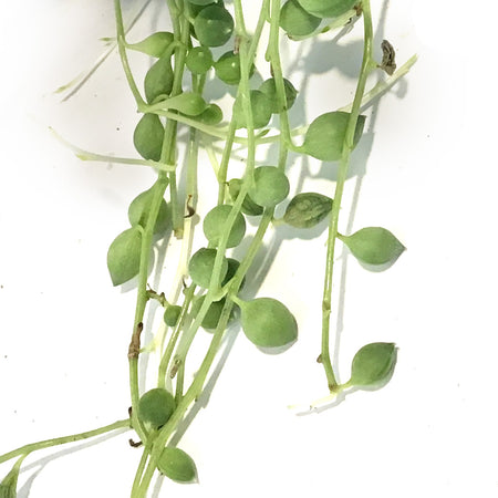 String of Pearls, 6in HB,