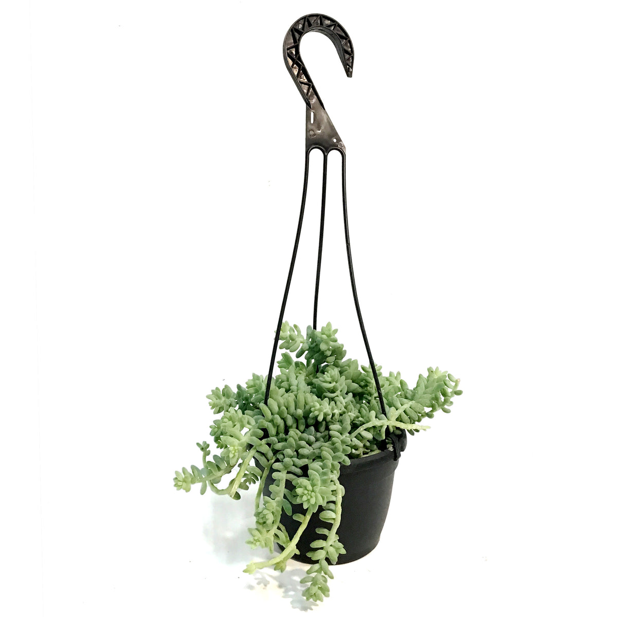 Donkeys Tail, 6in HB, Sedum Morganianum