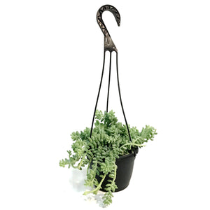 Donkeys Tail, 6in HB, Sedum Morganianum