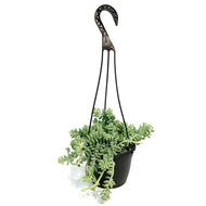 Donkeys Tail, 6in HB, Sedum Morganianum