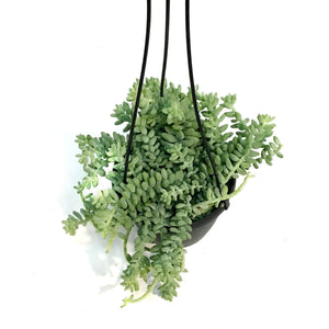Donkeys Tail, 6in HB, Sedum Morganianum