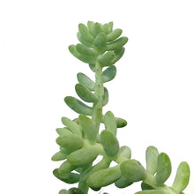Load image into Gallery viewer, Donkeys Tail, 6in HB, Sedum Morganianum
