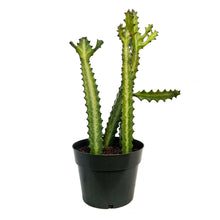 Load image into Gallery viewer, Cactus, 10in, Columnar Euphorbia

