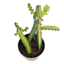 Load image into Gallery viewer, Cactus, 10in, Columnar Euphorbia
