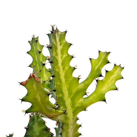 Cactus, 10in, Columnar Euphorbia