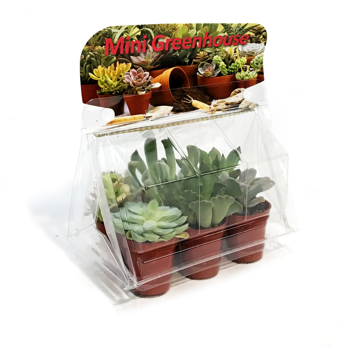 1.5in Succulent Mini Greenhouse