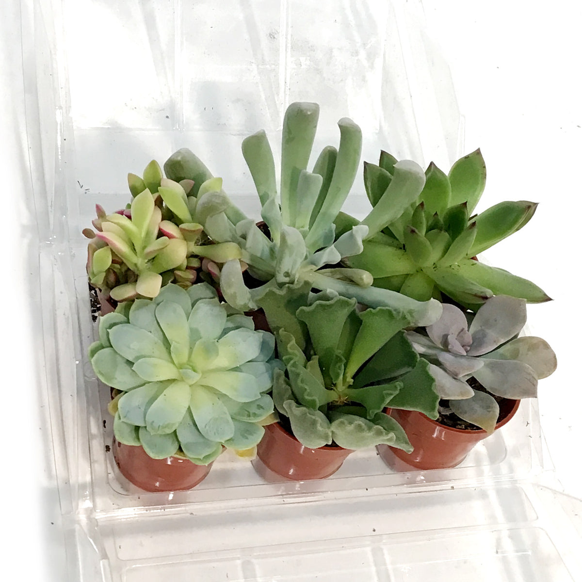 1.5in Succulent Mini Greenhouse