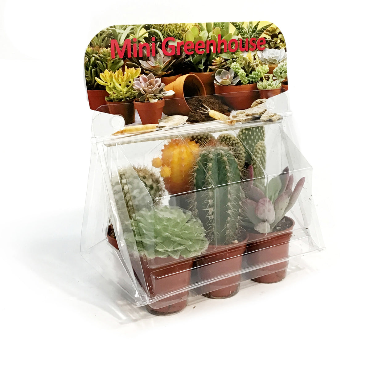 1.5in Cactus Mini Greenhouse