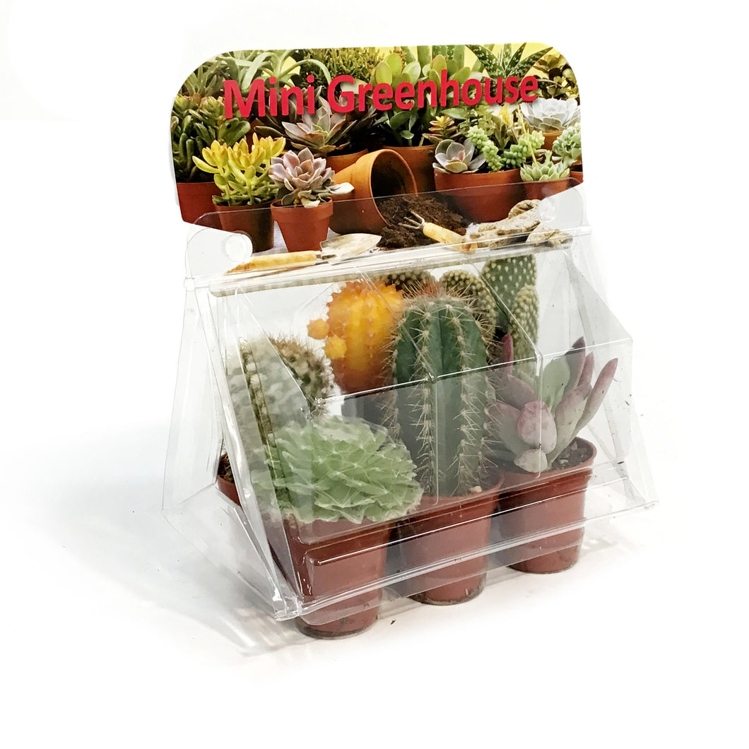 1.5in Cactus Mini Greenhouse