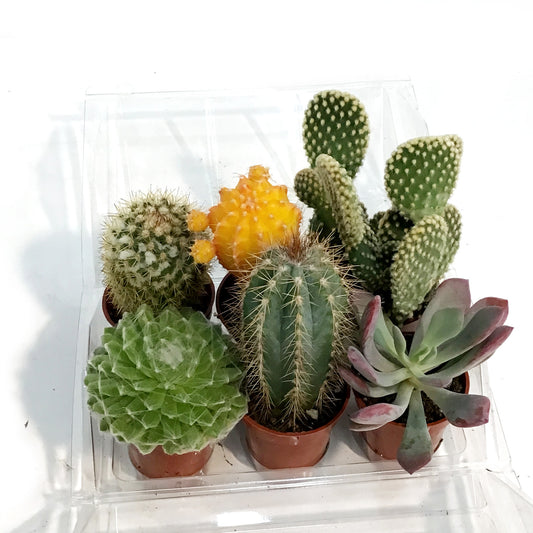 1.5in Cactus Mini Greenhouse